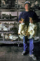 Live Poultry / Mariani Brothers 